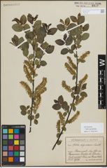 Foto von Salix myrsinifolia Salisb.